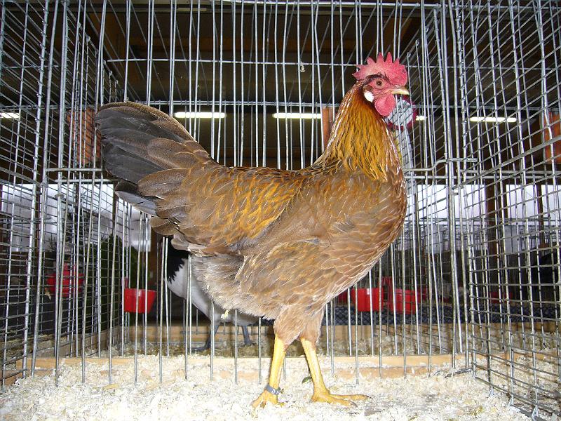 Kreisschau Coesfeld 2008 039.jpg - Italiener goldfarbig von Alfons Uhlending Preis sg 95 Z